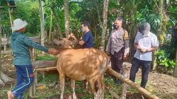 Menjelang Idul Adha, Polres Lobar Bantu Penanganan Hewan Ternak yang Terkena PMK
