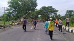 Penebangan dan Perampingan Pohon di Wilayah Kecamatan Gerung