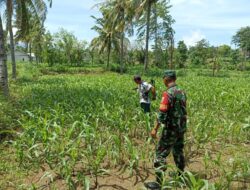 Babinsa Akar-Akar dan UPTD PPL Pastikan Penyemprotan Hama Jagung Tidak Menggunakan Pestisida Berlebihan