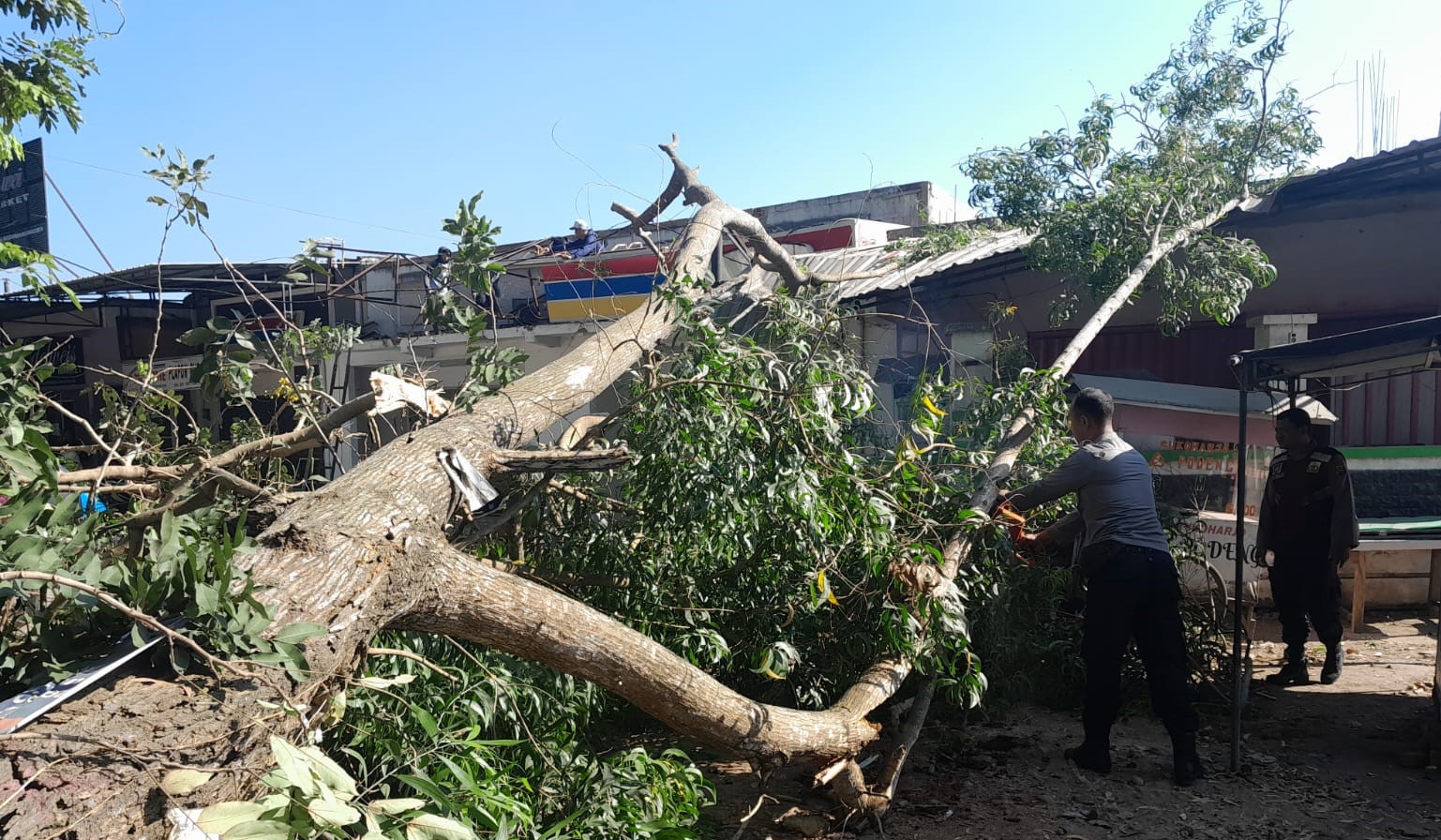 Polres Lombok Barat Respon Cepat Evakuasi Pohon Tumbang di Telagawaru Labuapi, Timpa Dua Ruko