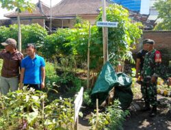 Babinsa Pagesangan Timur Ajarkan Warga Manfaatkan Pekarangan Sebagai Lahan Pertanian Skala Kecil