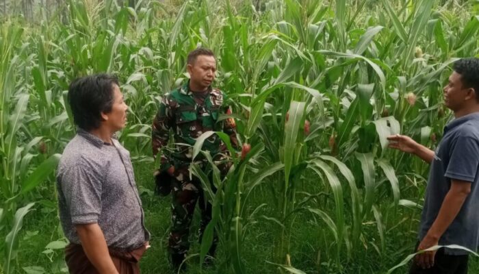 Sinergi Babinsa, PPL, dan Kelompok Tani Karya Bhakti Periksa Tanaman Jagung di Lombok Utara