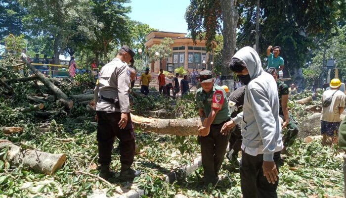 Pohon Tumbang di Jalan Pejanggik, Kota Mataram Dapat Penanganan Cepat Berkat Bantuan Babinsa