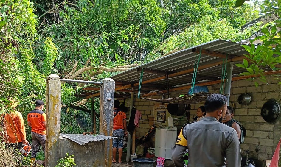 Pohon Tumbang Timpa Rumah Warga di Kuripan Lombok Barat, Kerugian Rp 3 Juta