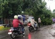 Pohon Tumbang Tutup Jalan di Lombok Barat, Personel Polsek Labuapi Sigap Evakuasi