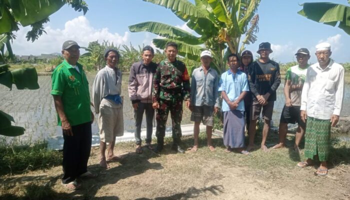 Sinergi Babinsa dan Petani Karang Pule: Upaya Bersama Menjaga Kedaulatan Pangan