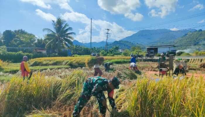 Sinergi TNI AD dan Masyarakat: Panen Padi di Lahan Lokal Menjadi Inspirasi