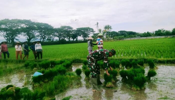 Membangun Ketahanan Pangan: Babinsa dan Petani Lombok Barat Saling Bahu-Membahu