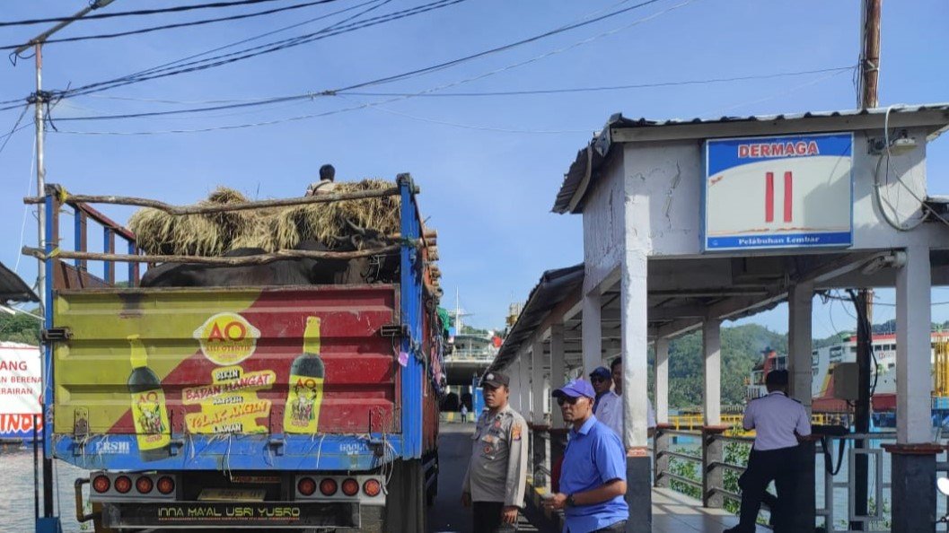 Hewan Ternak Sapi Diangkut dari Sumbawa ke Jawa