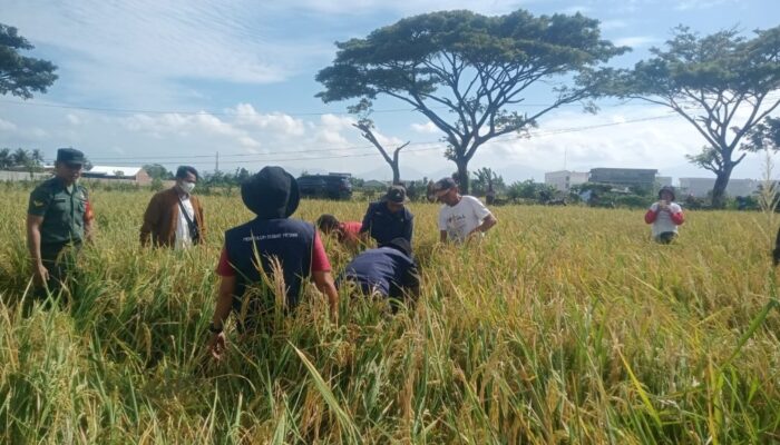 Ubinan Swakarya untuk Ketahanan Pangan: Sinergi Babinsa, Poktan, dan Petani di NTB