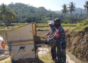 Semangat Gotong Royong TNI dan Petani di Lombok Barat: Panen Padi Jadi Bukti Ketahanan Pangan