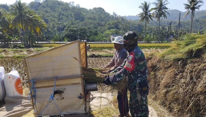 Semangat Gotong Royong TNI dan Petani di Lombok Barat: Panen Padi Jadi Bukti Ketahanan Pangan