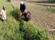 Babinsa dan PPL Kuripan Selatan Turun ke Sawah, Dukung Petani di Musim Kemarau