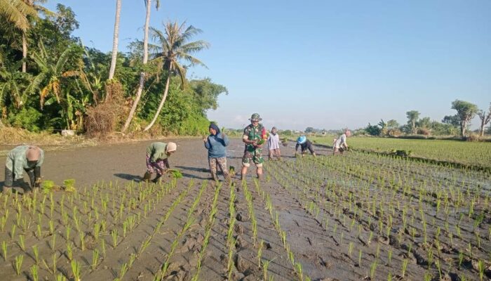 Aksi Nyata Babinsa Jempong Baru: Menggugah Semangat Petani di Sekarbela