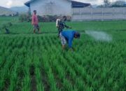 Kolaborasi Babinsa dan Petani: Upaya Bersama Melawan Hama Tanaman Padi