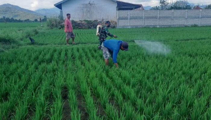 Kolaborasi Babinsa dan Petani: Upaya Bersama Melawan Hama Tanaman Padi