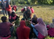 Menggali Ilmu di Sawah: Babinsa dan Penyuluh Pertanian Lombok Utara Gelar SLPHT