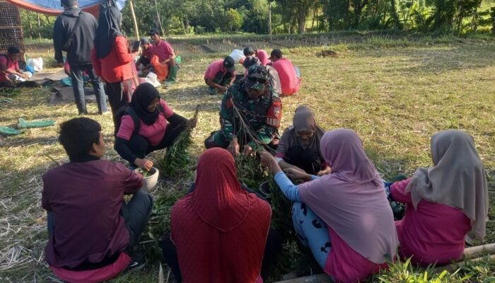 Menggali Ilmu di Sawah: Babinsa dan Penyuluh Pertanian Lombok Utara Gelar SLPHT