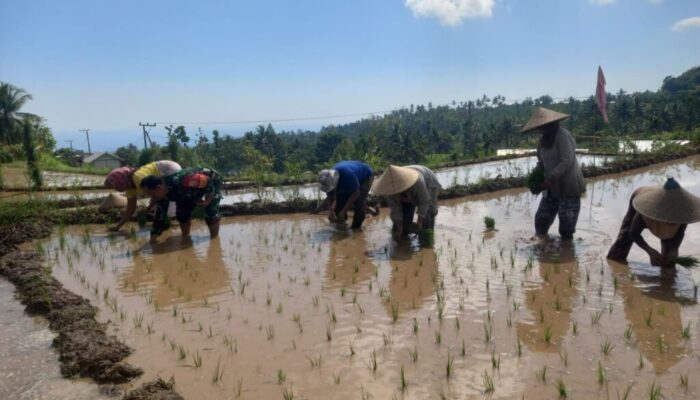 Babinsa Bayan Dampingi Petani Tanam Padi: Wujud Sinergi TNI dan Masyarakat dalam Mendukung Ketahanan Pangan