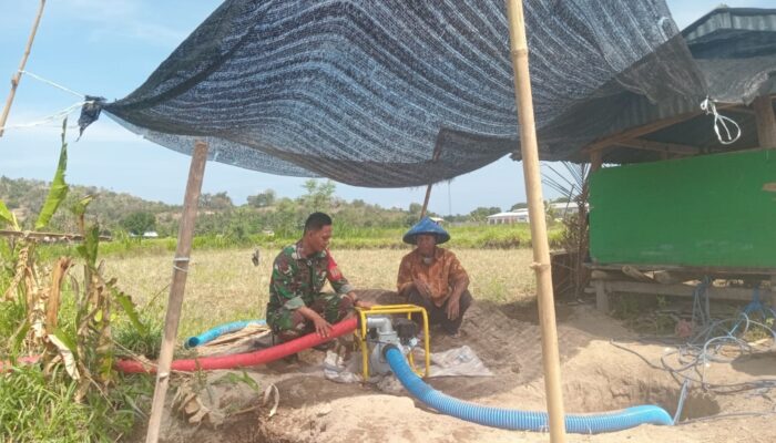 Dukung Ketahanan Pangan: Babinsa dan Dinas Pertanian KLU Berikan Pendampingan Panen Kacang Tanah di Pemenang Barat