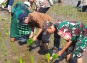 Kolaborasi DPW Perhiptani NTB, Babinsa dan Petani Sigerongan Tingkatkan Hasil Padi