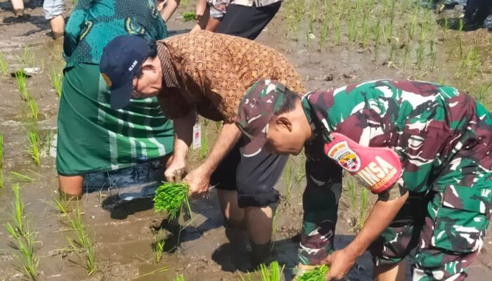 Kolaborasi DPW Perhiptani NTB, Babinsa dan Petani Sigerongan Tingkatkan Hasil Padi