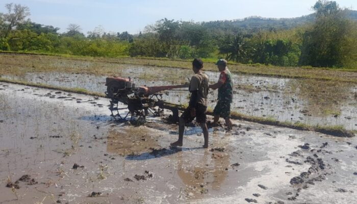 TNI Bersama Petani Kleang, Optimalkan Pembajakan Sawah Demi Ketahanan Pangan