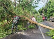 Tangani Pohon Tumbang, Babinsa dan Warga Kompak Aksi Gotong Royong