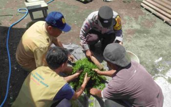 Pestisida Alami, Solusi Hemat dan Sehat untuk Petani Kediri