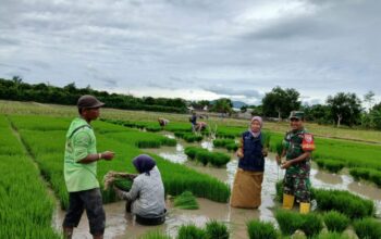 Sinergi TNI dan Petani Dorong Ketahanan Pangan di Lombok Barat