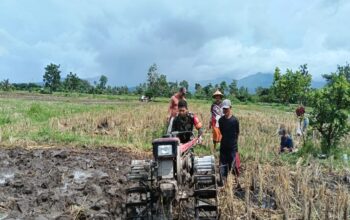 Upaya Perluasan Sawah di Mapak Belatung, Babinsa Turun Tangan 