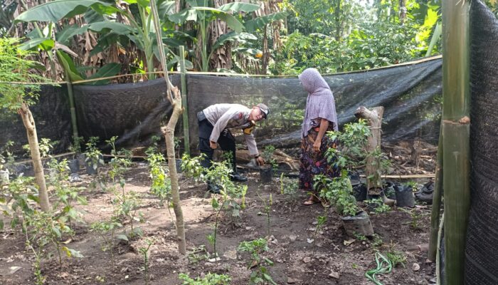 Sinergi Polri dan Masyarakat: Bhabinkamtibmas Babussalam Gerakkan Ketahanan Pangan Lokal