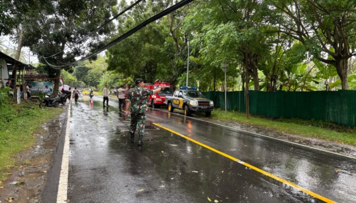 Pohon Tumbang di Senggigi Berhasil Diatasi Berkat Gotong Royong