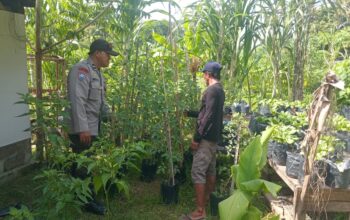 Ketahanan Pangan Kuat: Inisiatif Lahan Bergizi di Lombok Barat