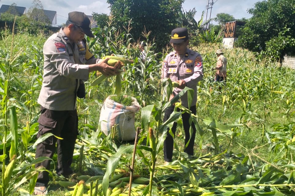 Sinergi Polri dan Petani, Panen Jagung Bersama di Bagik Polak