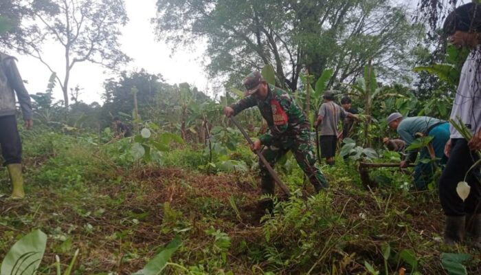 Hijaukan Desa! Babinsa Selelos dan Mahasiswa KKN Tanam Pohon 