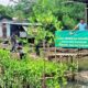 Upaya Hijaukan Pesisir, Dandim 1606 Pantau Pembibitan Mangrove 