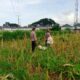 Panen Usai, Polisi Ajak Petani Tanam Lagi di Labuapi, Semangat Baru!