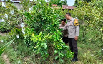 Bukan Sekadar Jaga Desa, Polisi Ini Jadi Penggerak Ketahanan Pangan