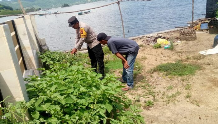 Sinergi Polri dan Warga: Kapolsek Sekotong Tinjau Pekarangan Bergizi