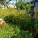 Dekat dengan Petani, Bhabinkamtibmas Karang Bongkot Bantu Perkuat Pertanian