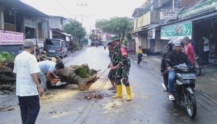 Sinergi Babinsa dan DLH Mataram Atasi Pohon Tumbang