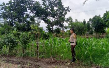 Bhabinkamtibmas Terong Tawah Gencarkan Program Pangan Keluarga Berbasis Pekarangan