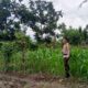 Bhabinkamtibmas Terong Tawah Aktif Dorong Ketahanan Pangan di Tingkat Desa