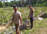 Polisi Aktif Bina Petani Cabai, Dorong Ketahanan Pangan Lombok Barat