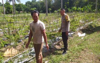 Bhabinkamtibmas Batu Putih Dukung Petani Cabai di Sekotong