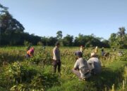 Inisiatif Ketahanan Pangan di Dusun Tambang Eleh Dapat Dukungan Polri