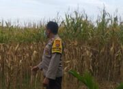 AIPTU Gede Dodit Dorong Pemanfaatan Lahan di Kuripan Lombok Barat