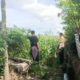 Jagung Bonanza dan Peran Polri dalam Ketahanan Pangan