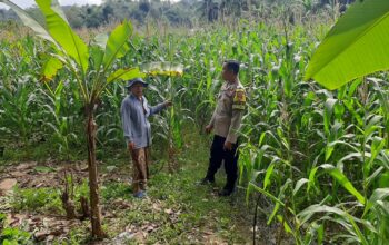 Polres Lombok Barat Dorong Produktivitas Petani Jagung di Jelateng Timur